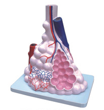 3306 肺泡放大模型