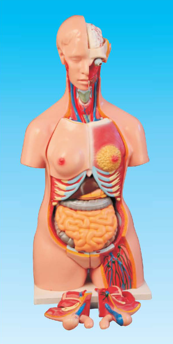 兩性人體半身模型