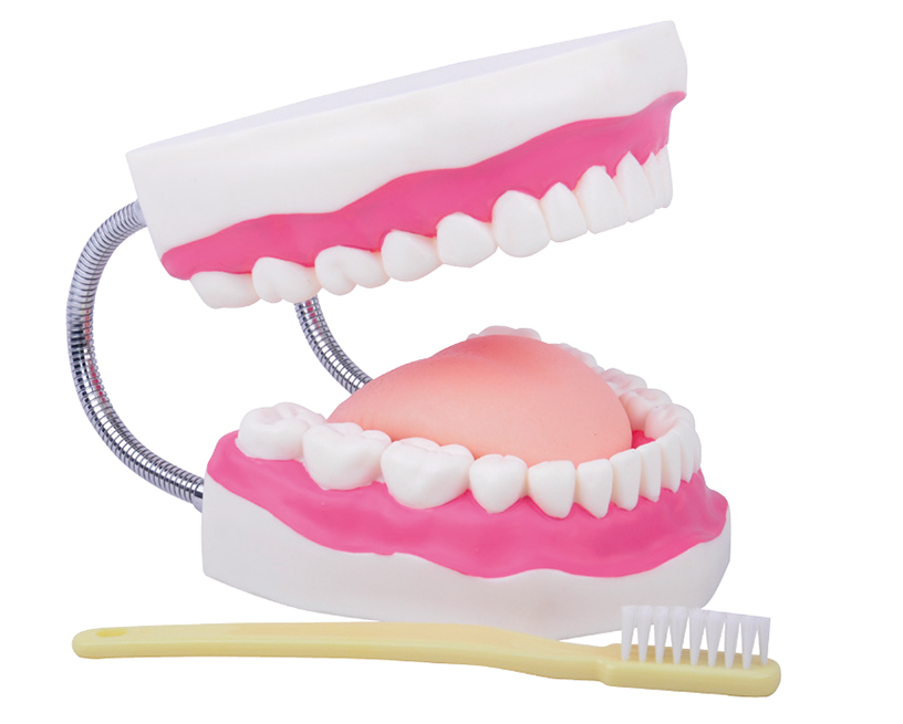口腔保健護理模型（32顆牙齒）